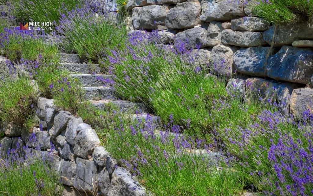 Lavender landscape ideas: Border steps with lavender