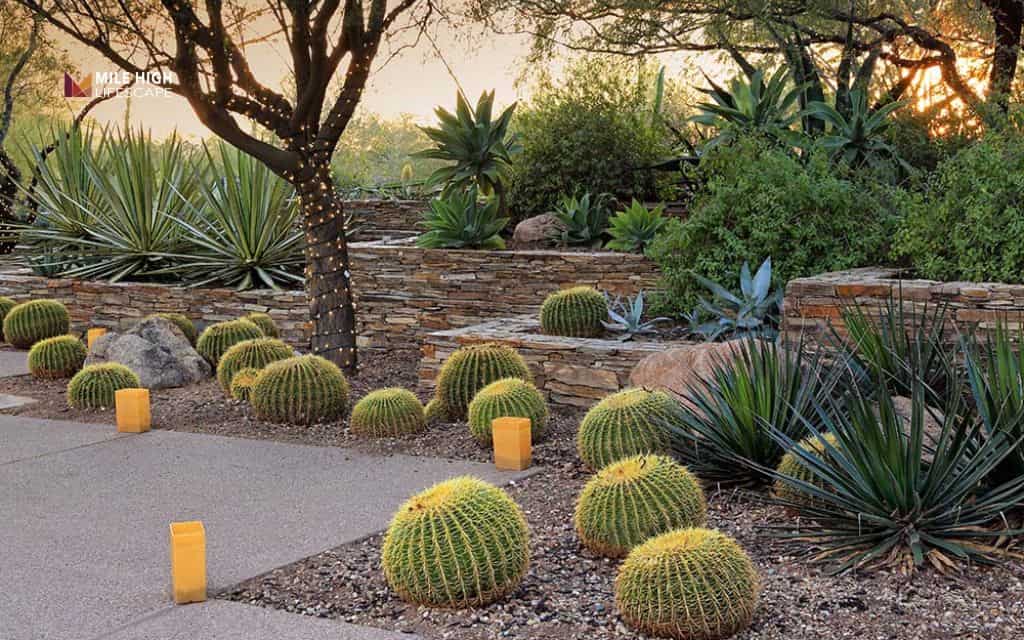 cactus landscape: Build a cactus rock garden
