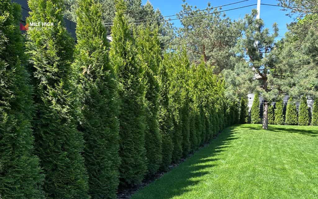 Juniper landscape uses: Build a natural privacy screen