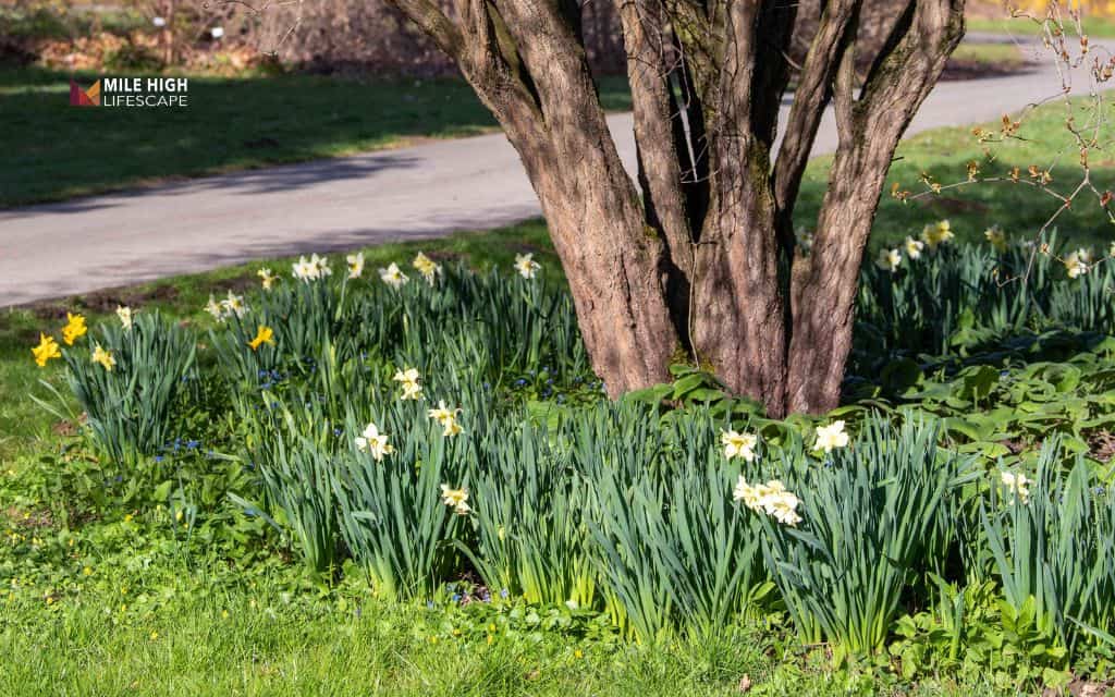 Flower bed ideas: Build a tree base flower bed