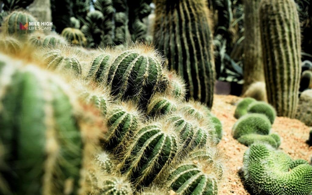 Cactus landscape: 11 ways to use cactus in your landscaping