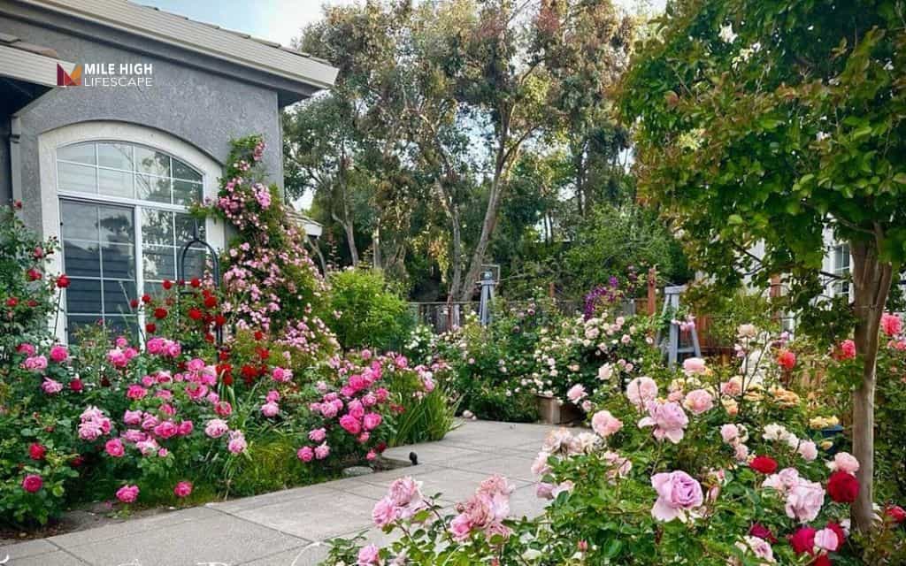 Lavender landscape ideas: Choose partner plants that lavender loves