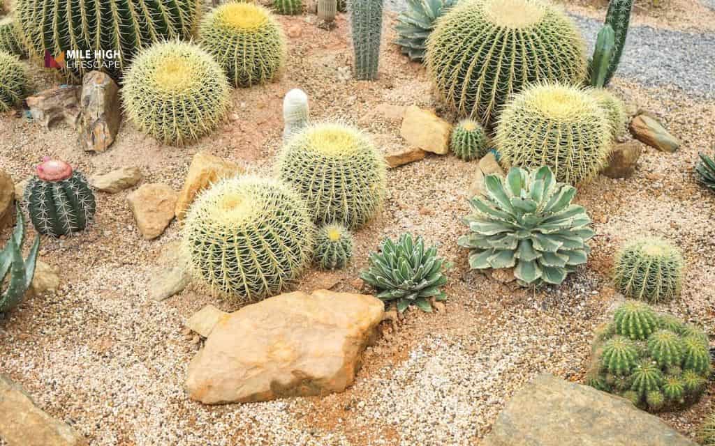 cactus landscape: Combine cactus with decorative boulders