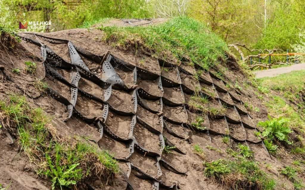 Juniper landscape uses: Control erosion on slopes