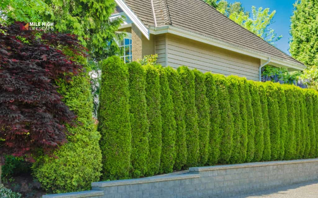 Front house fence ideas: Create a living fence with layered plants