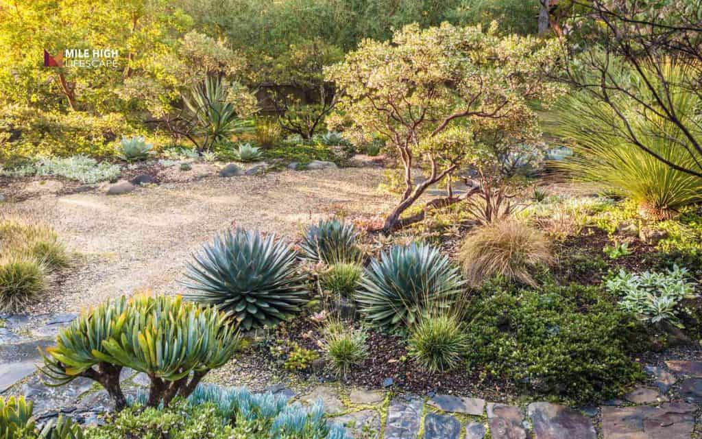 cactus landscape: Create a low-maintenance xeriscape garden