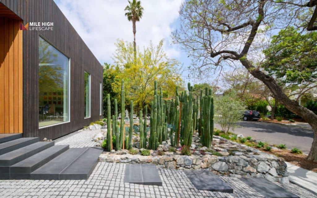 cactus landscape: Create a modern minimalist cactus landscape