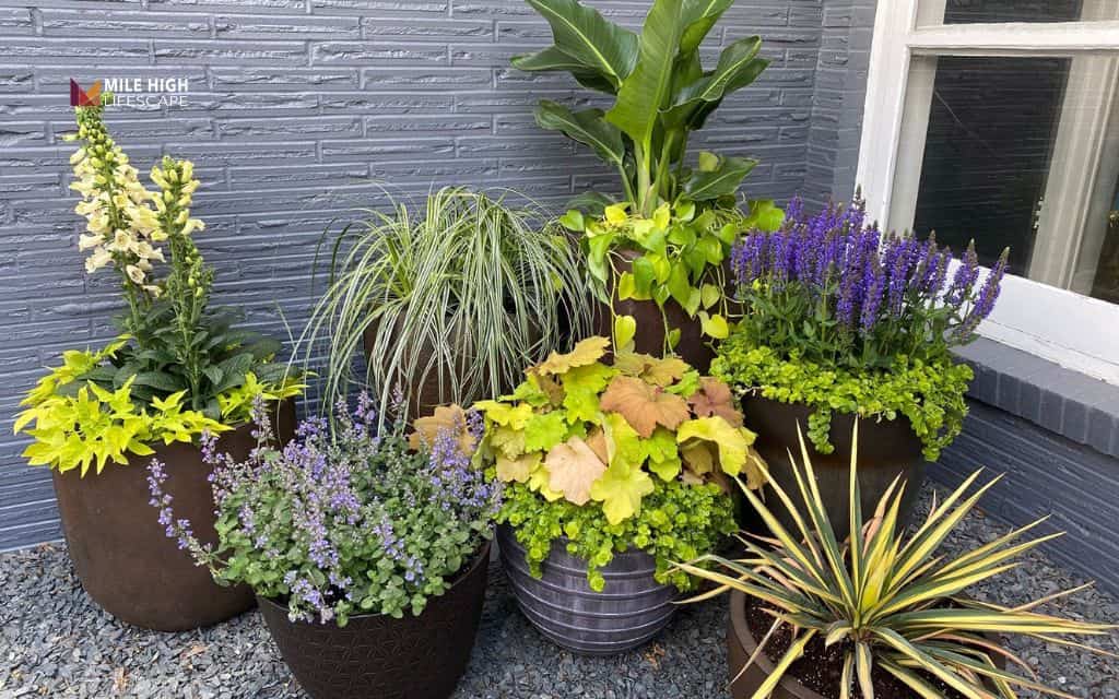 Desert front yard landscape: Create grouped plant clusters