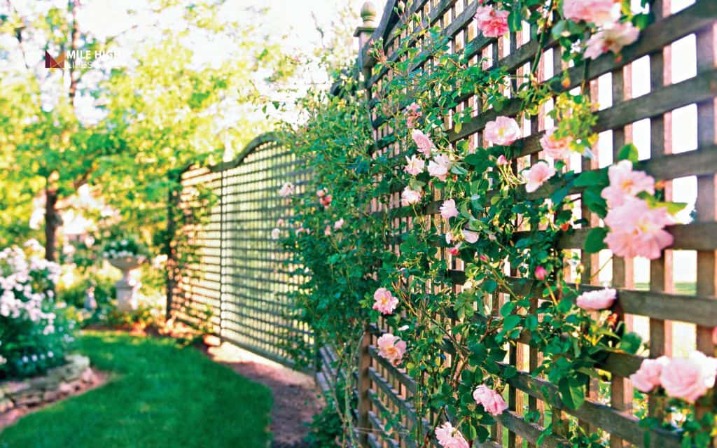landscaping ideas: Create privacy with greenery