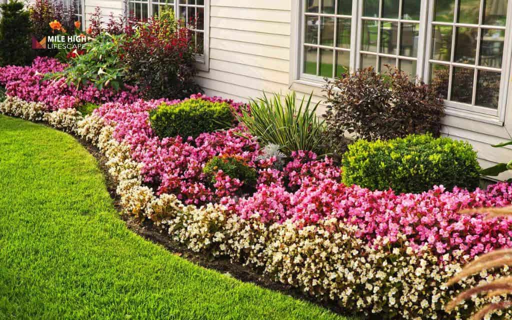 Juniper landscape uses: Define garden borders and edges