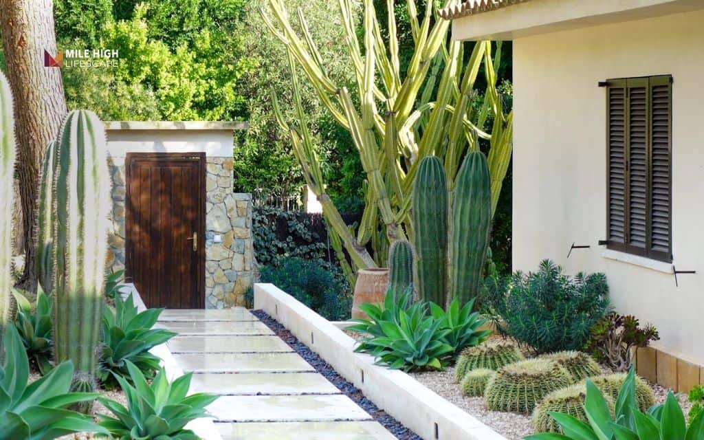 cactus landscape: Design a cactus border along pathways