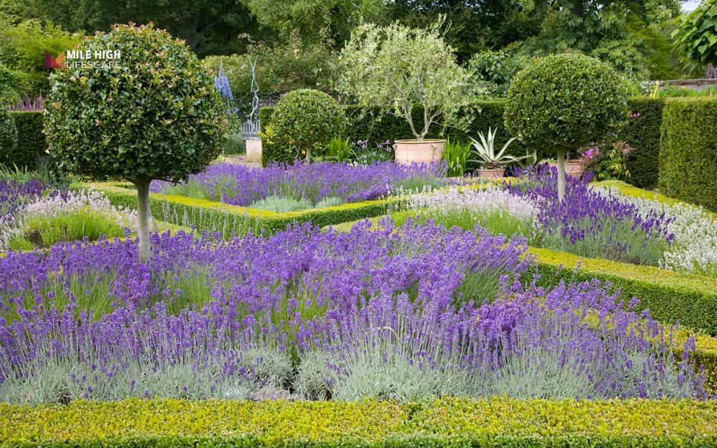 Flower bed ideas: Design formal flower beds with boxwood borders