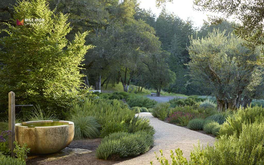 Juniper landscape uses: Fill large spaces with evergreen mass planting