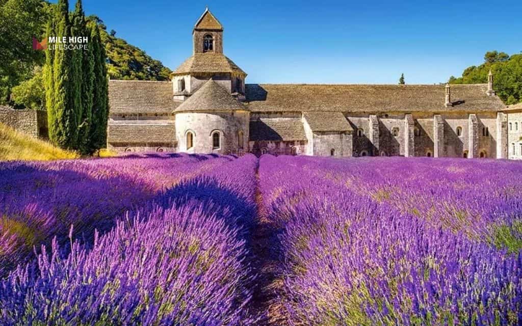 Lavender landscape ideas: Frame a doorway with lavender