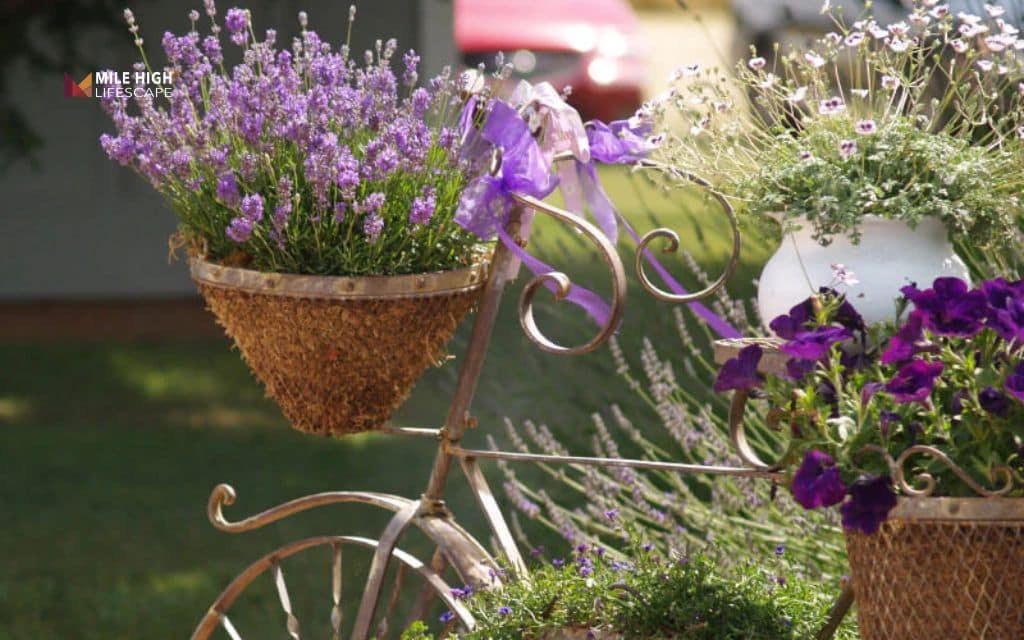 Lavender landscape ideas: Grow lavender in containers