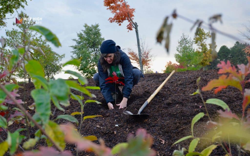 Cheap front yard landscape ideas: Grow native plants