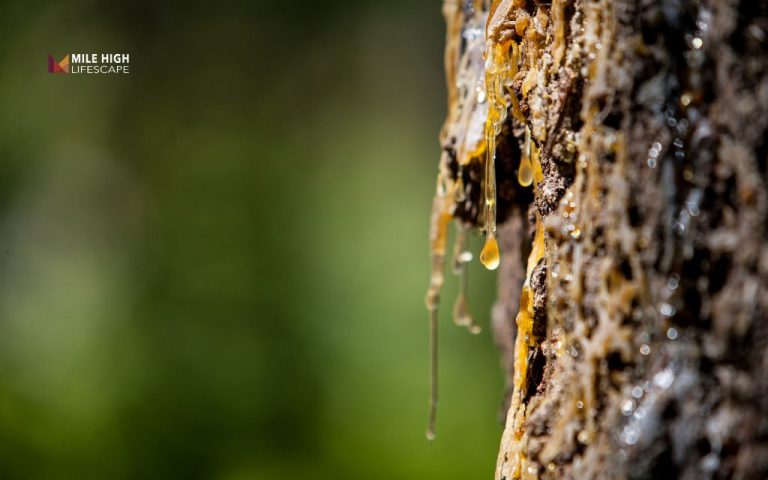How to remove tree sap from anything (skin, clothes, tools & more)