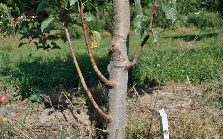 How to remove tree suckers the right way before they drain your tree