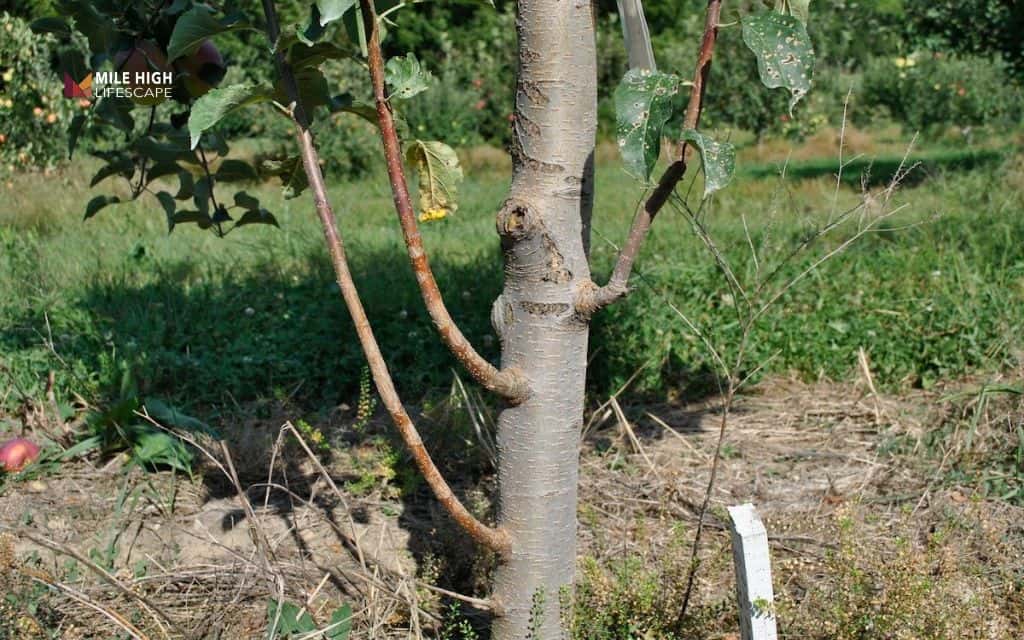 How to remove tree suckers the right way before they drain your tree