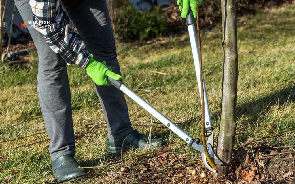 How to remove tree suckers the right way