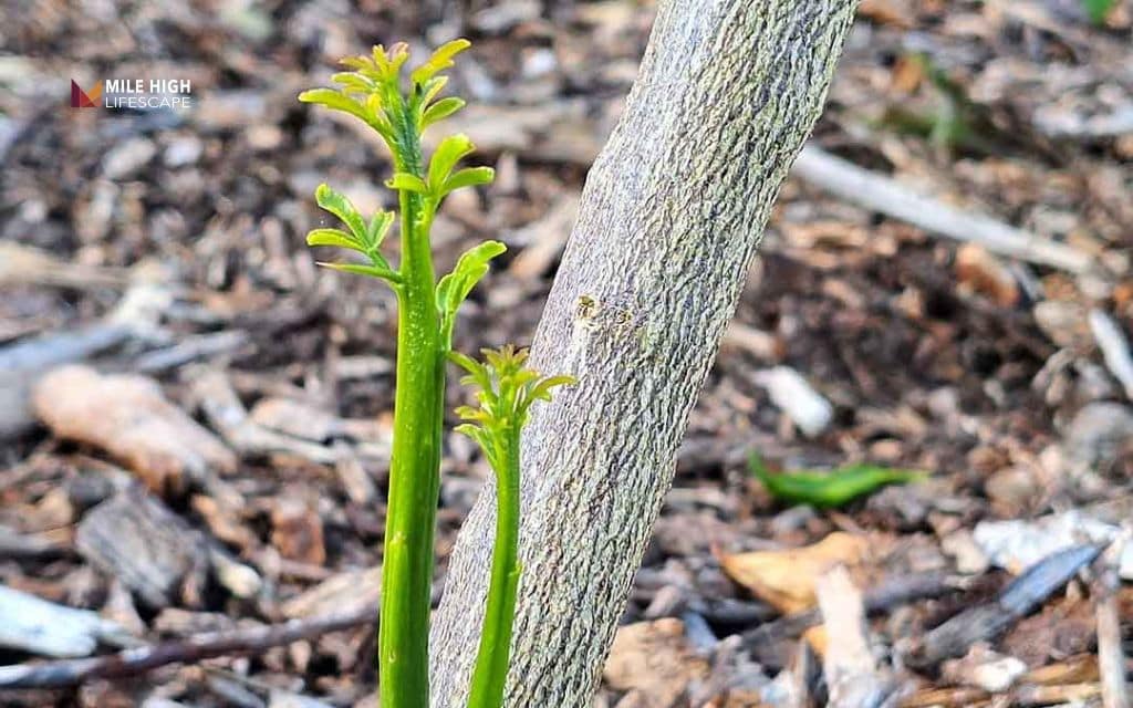How to stop tree suckers from coming back