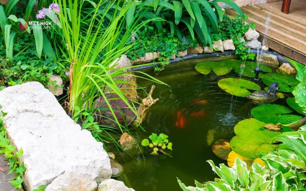 landscaping ideas: Incorporate a pond or water garden