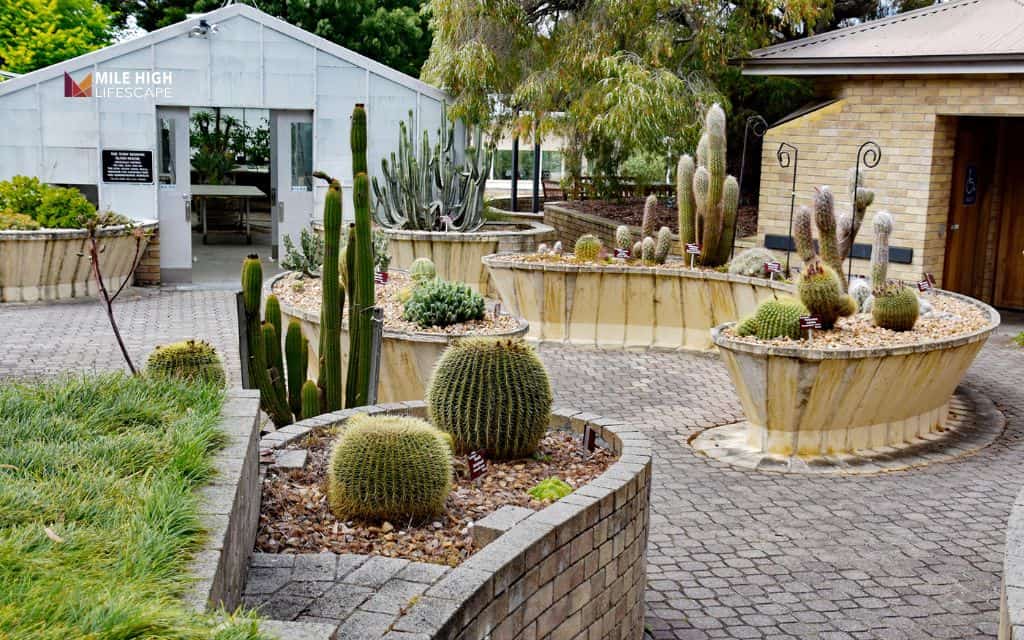 cactus landscape: Incorporate raised cactus beds