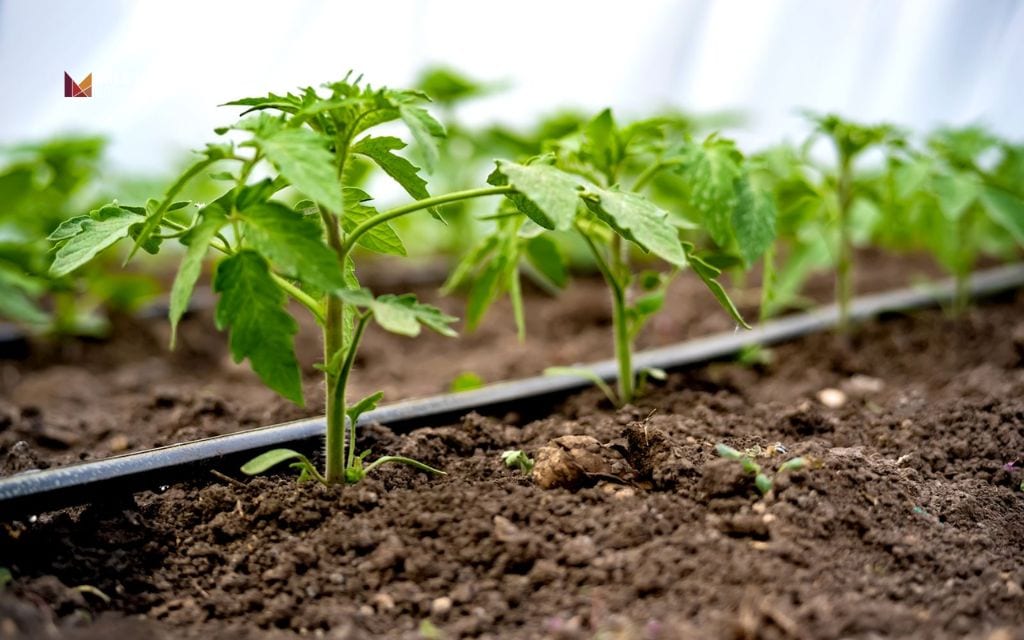Desert front yard landscape: Install a drip irrigation system
