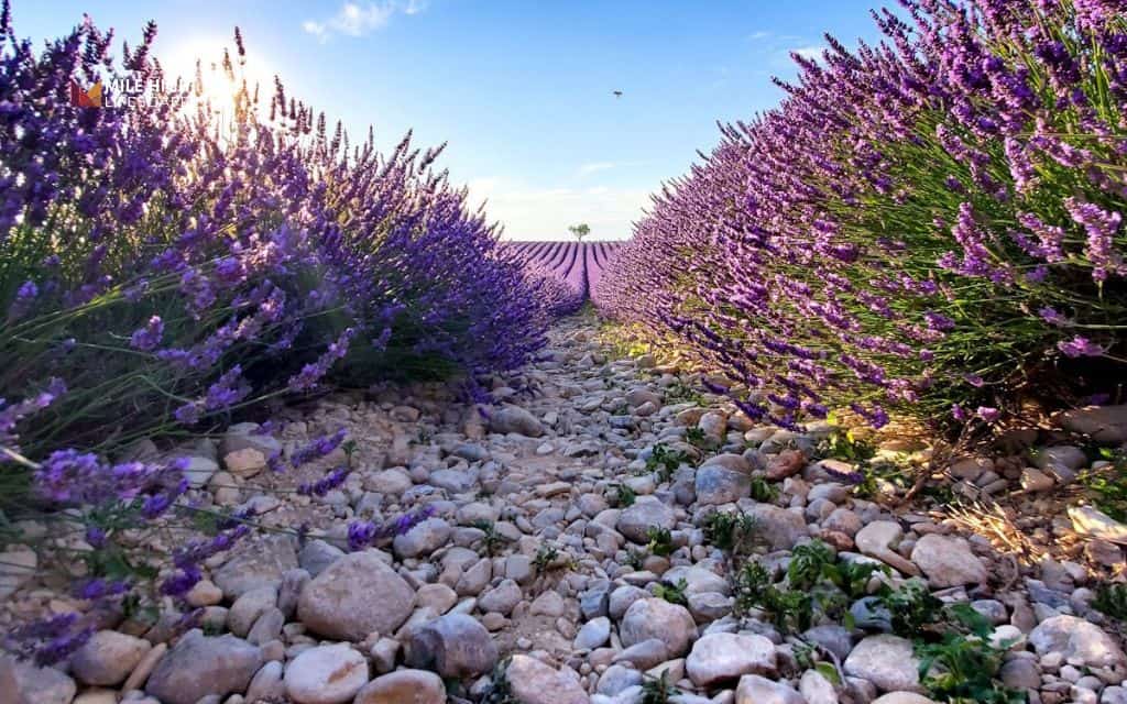Lavender landscape ideas: Landscape with lavender in a rock garden