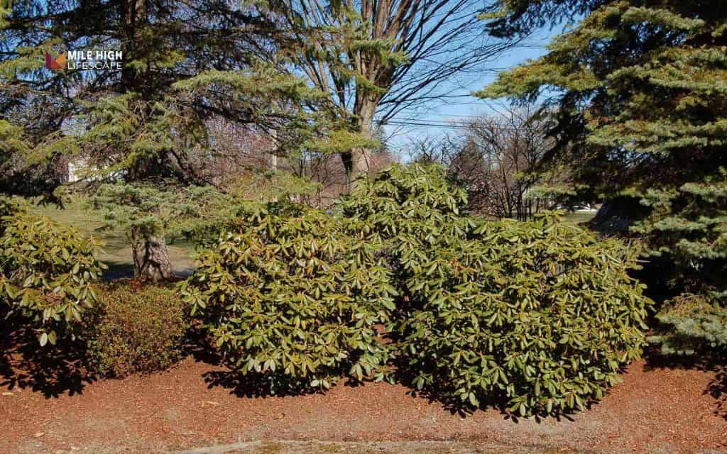 landscaping ideas: Make a berm for added dimension