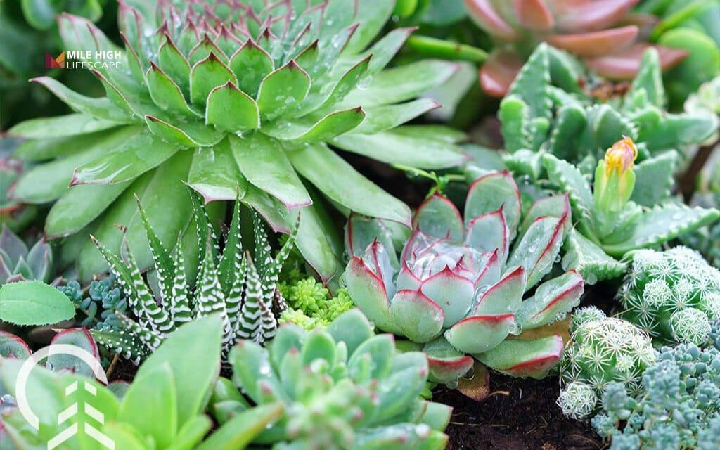 cactus landscape: Mix cactus with succulents