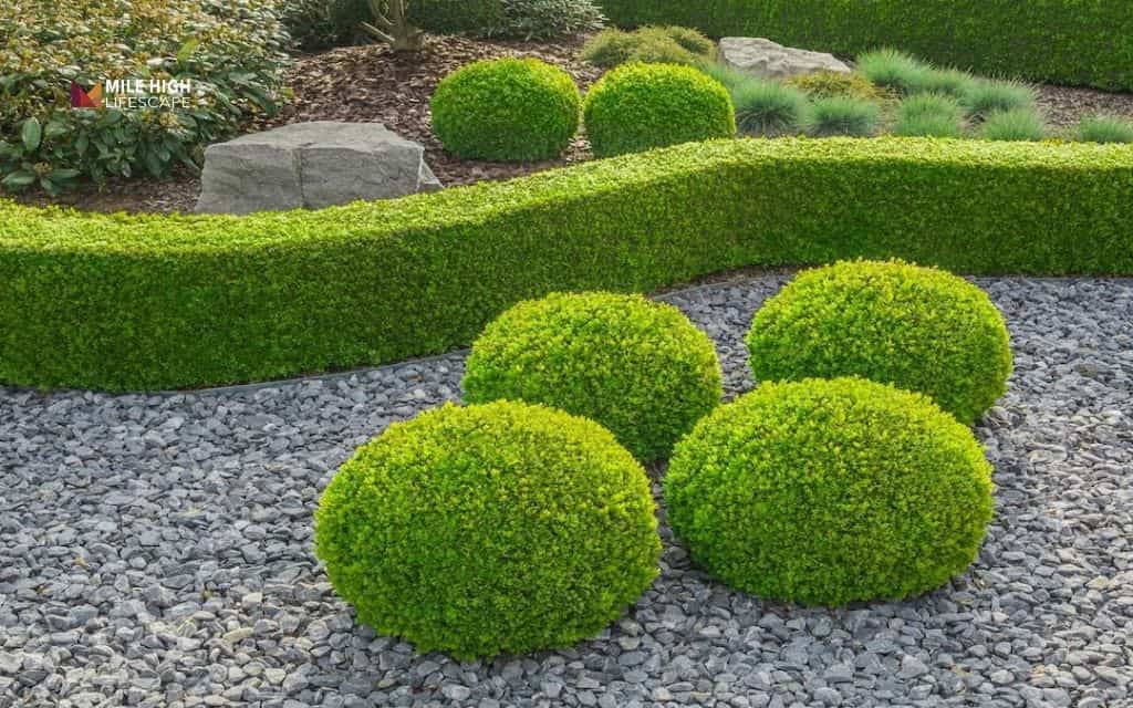Lavender landscape ideas: Mix lavender with topiary plants