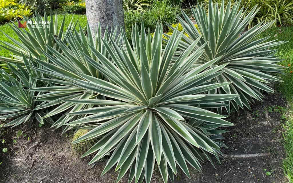 Juniper landscape uses: Pair juniper with other drought-tolerant plants
