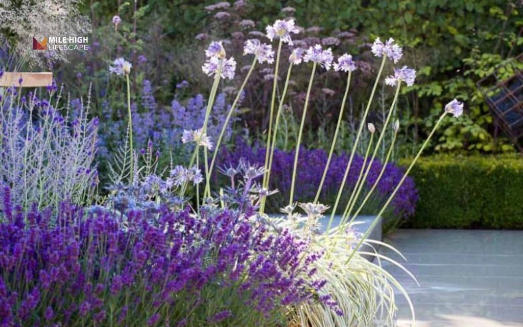 Lavender landscape ideas: Pair lavender with ornamental grasses