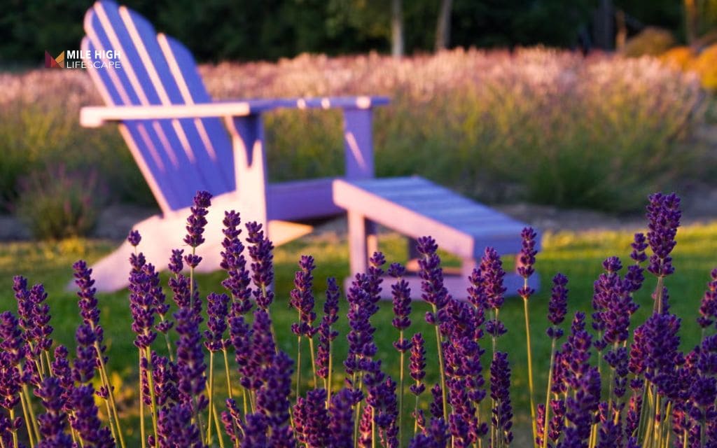 Lavender landscape ideas: Plant lavender around seating areas