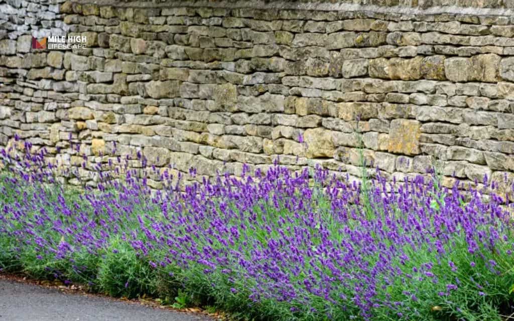 Lavender landscape ideas: Plant lavender next to stone walls
