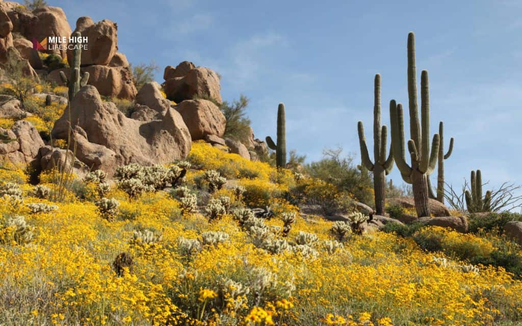 Desert front yard landscape: Plant native desert wildflowers