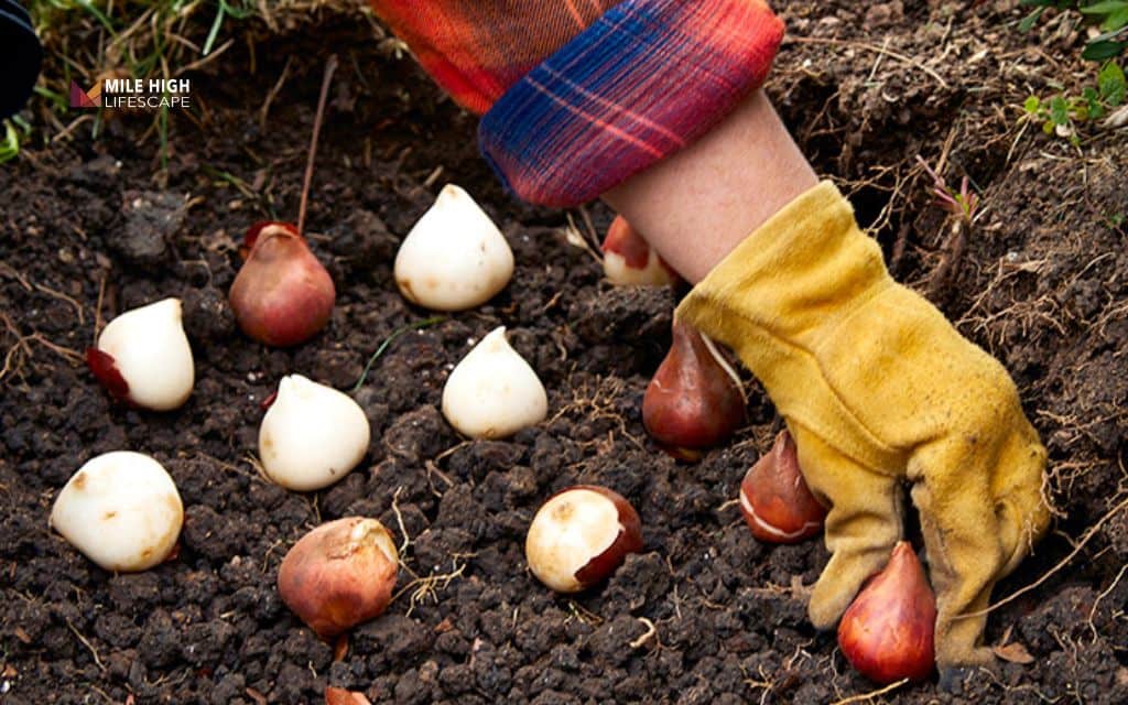 Cheap front yard landscape ideas: Plant perennial bulbs