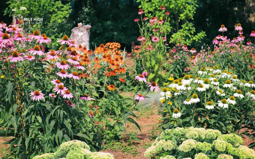 landscaping ideas: Plant perennials for long-term color