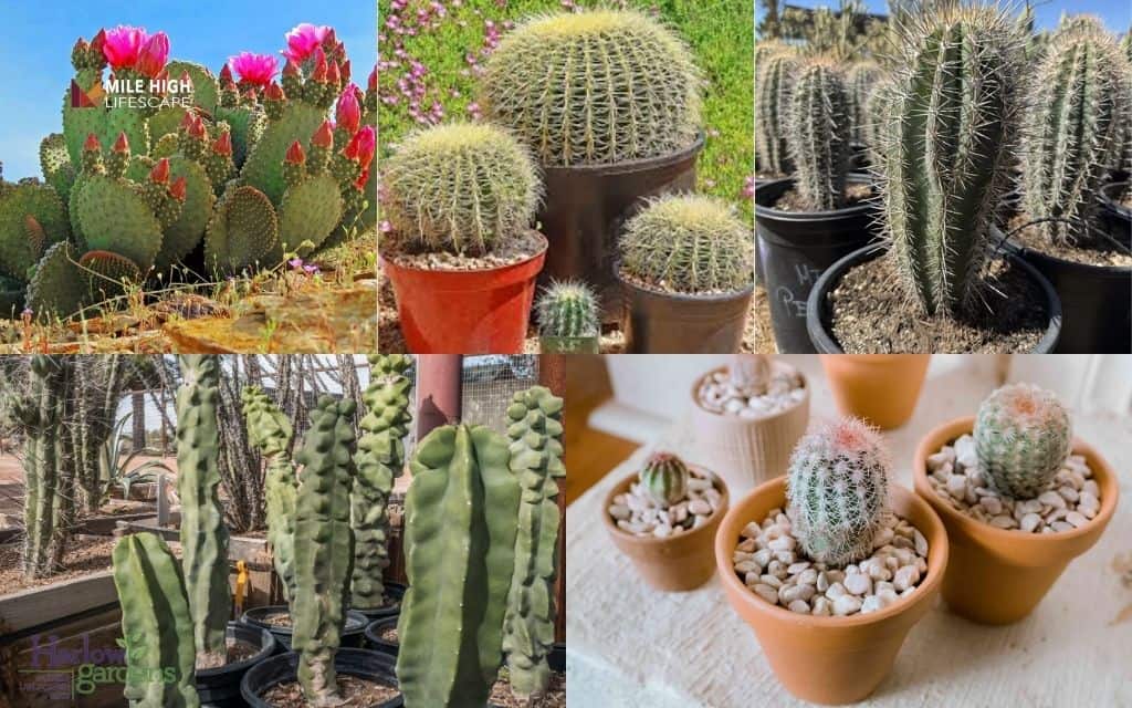 Popular cacti to include in your landscape