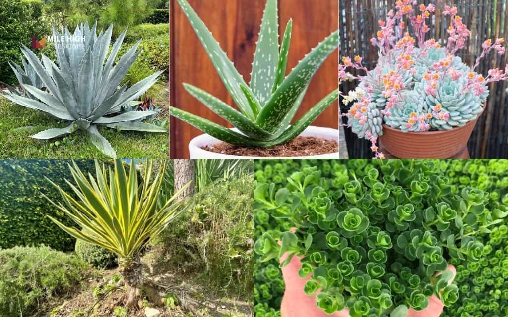 Popular succulents to include in your landscape