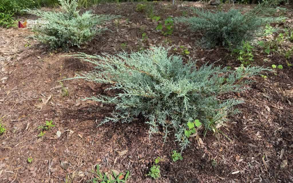 Juniper landscape uses: Solve bare spots with groundcover juniper