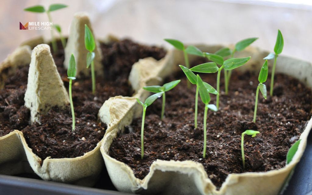 Cheap front yard landscape ideas: Start plants from seed