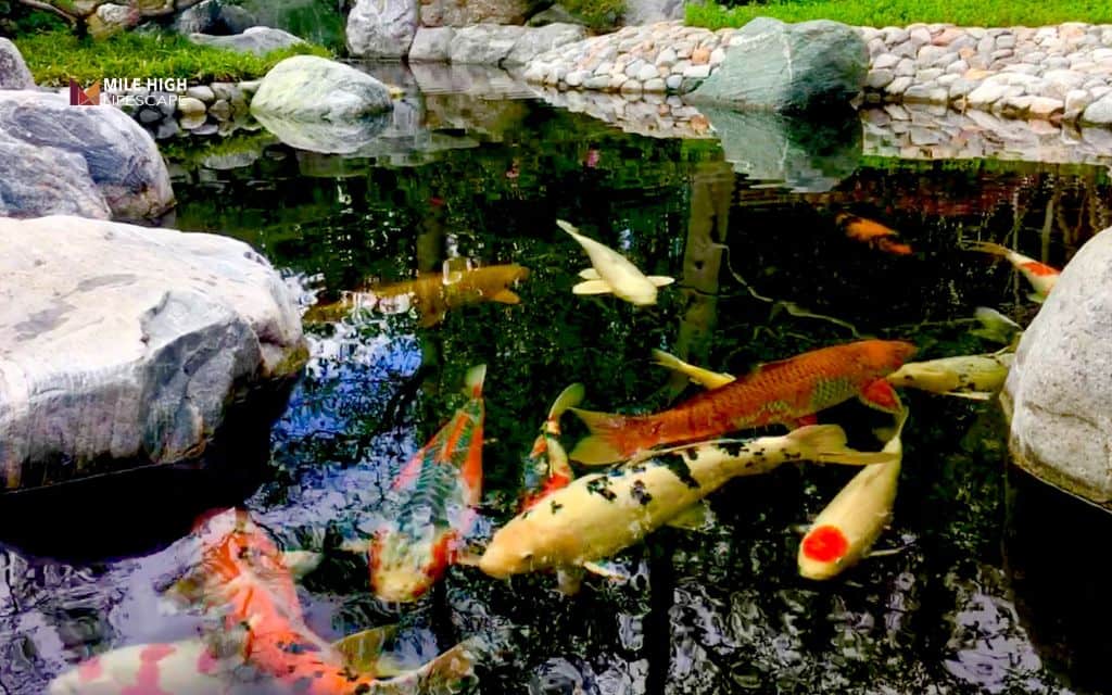 Pond landscape ideas: The koi pond