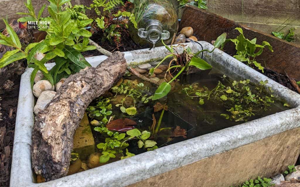 Pond landscape ideas:: The mini container pond