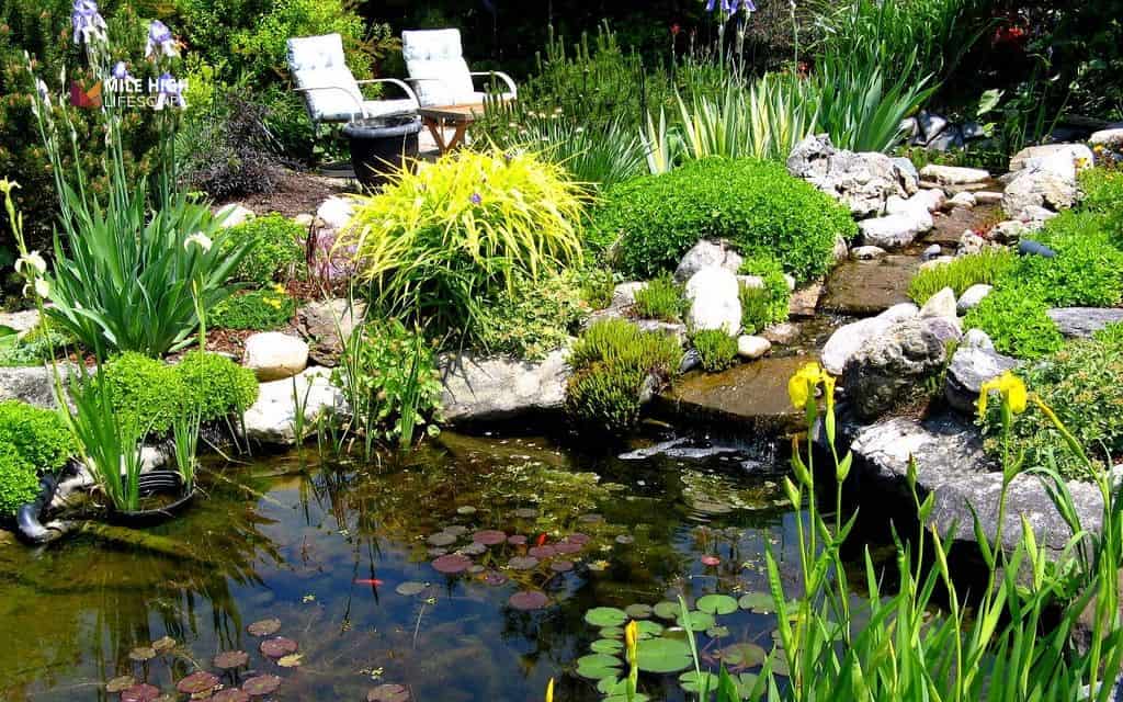 Pond landscape ideas: The native planting pond