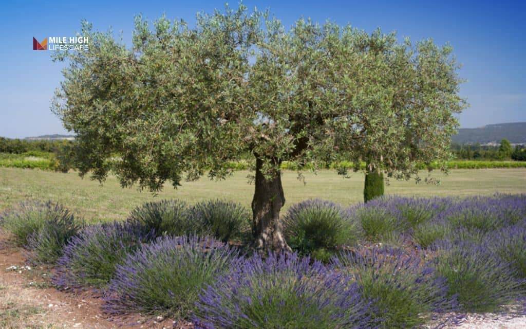 Lavender landscape ideas: Try underplanting trees with lavender