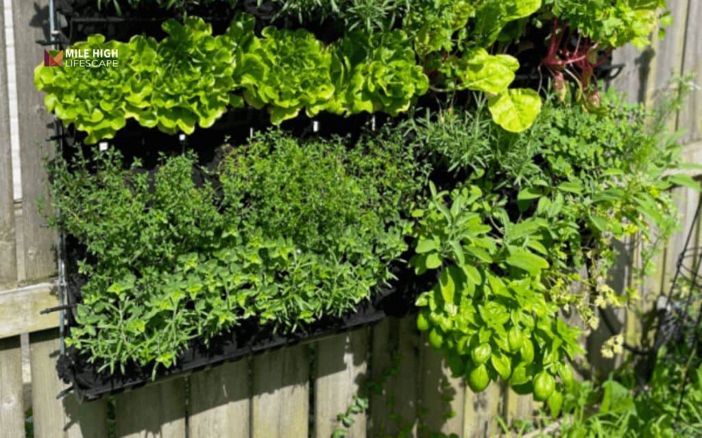 Cheap front yard landscape ideas: Try vertical gardening