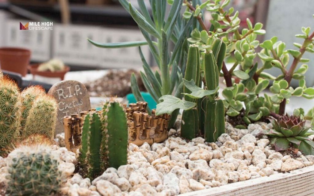 cactus landscape: Use container cactus gardens