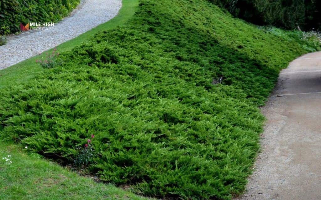 Hillside landscaping ideas: Use groundcovers for easy erosion control